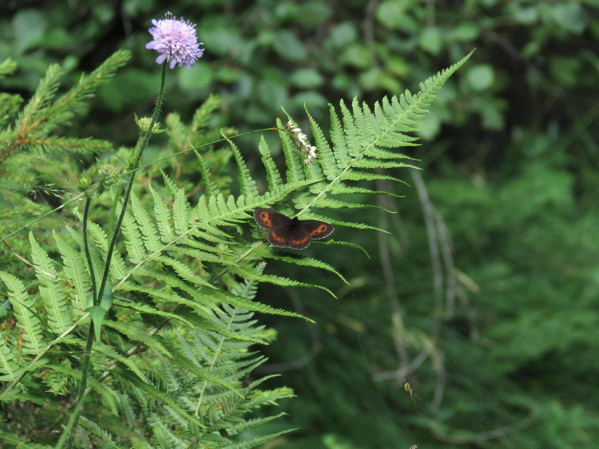 Image of Erebia euryale Esper 1777