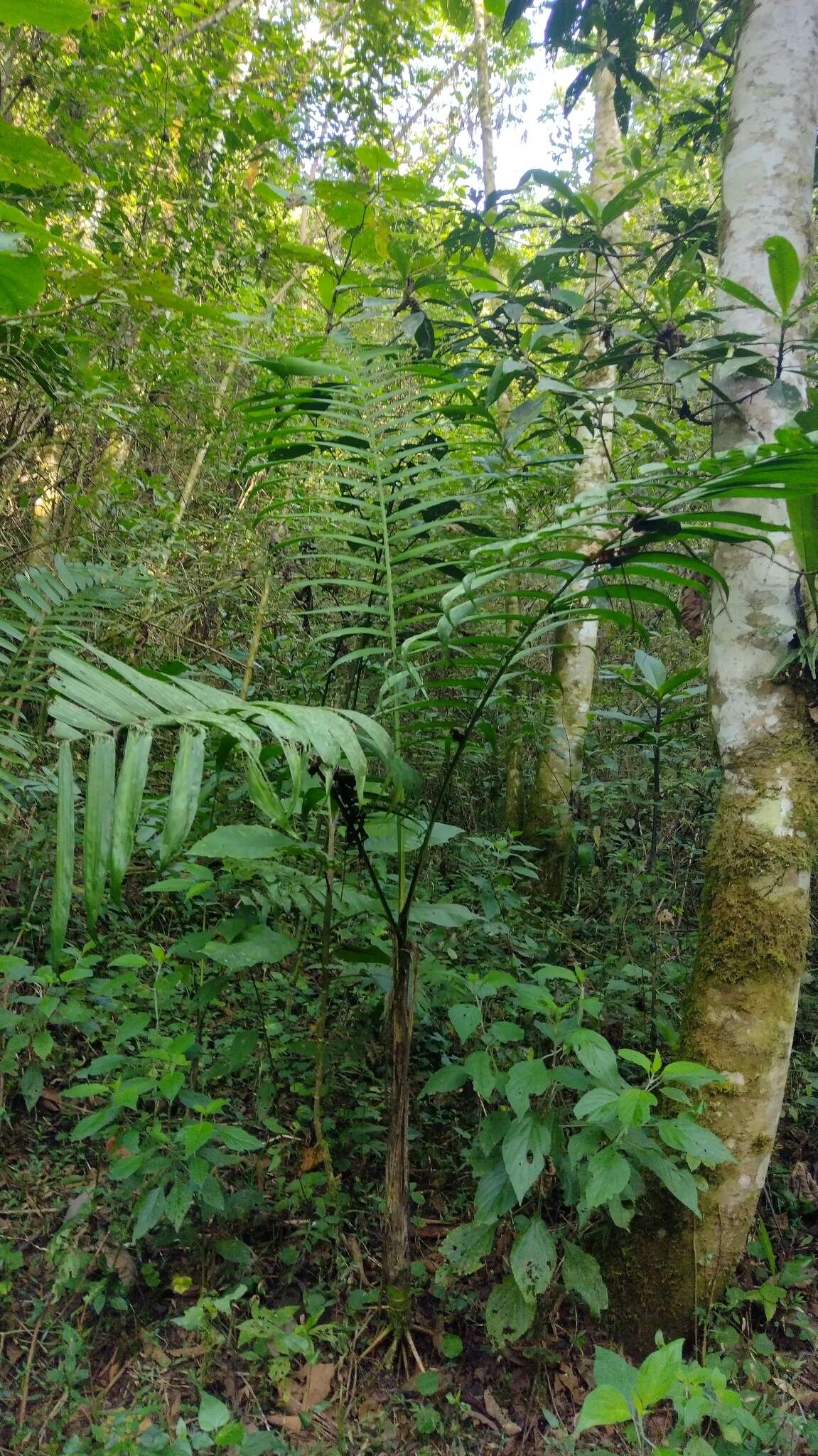 Image de Chamaedorea tepejilote Liebm.