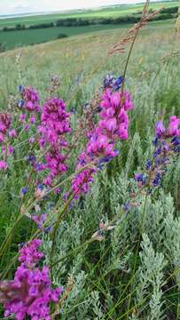 Image of Oxytropis knjazevii