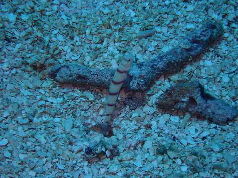 Image of Red-banded prawn-goby