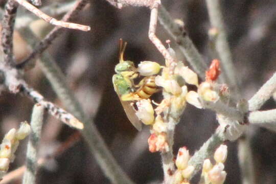 Image of Honey-bellied Agapostemon