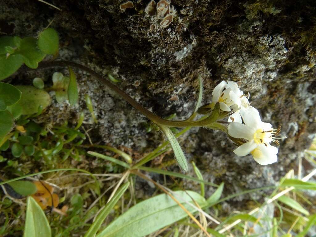 Image of Myosotis lyallii subsp. lyallii