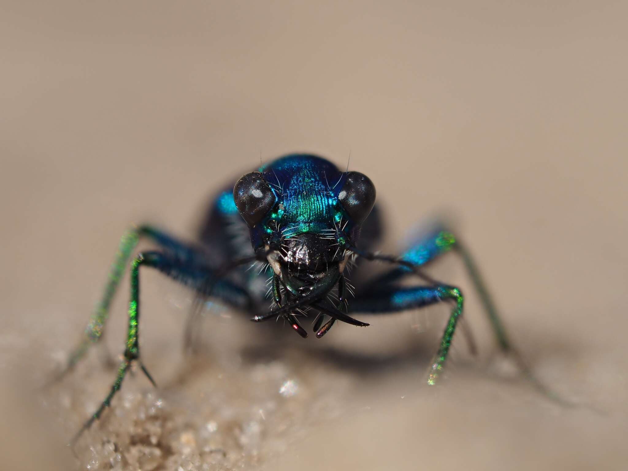 Image of Cicindela (Cicindela) scutellaris unicolor Dejean 1825