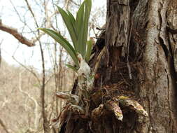 Image of Clowesia dodsoniana E. Aguirre