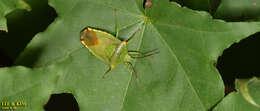 Image of Acanthosoma labiduroides Jakovlev 1880