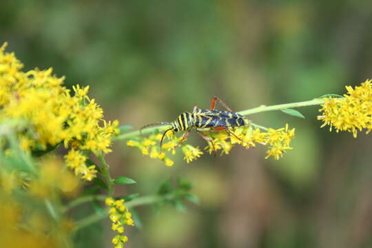 Image of Locust Borer