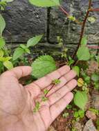 Image of Hawaii Wood-Nettle