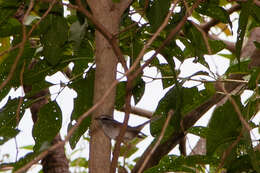 Basileuterus culicivorus hypoleucus Bonaparte 1850 resmi