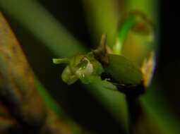 Слика од Scaphyglottis fasciculata Hook.