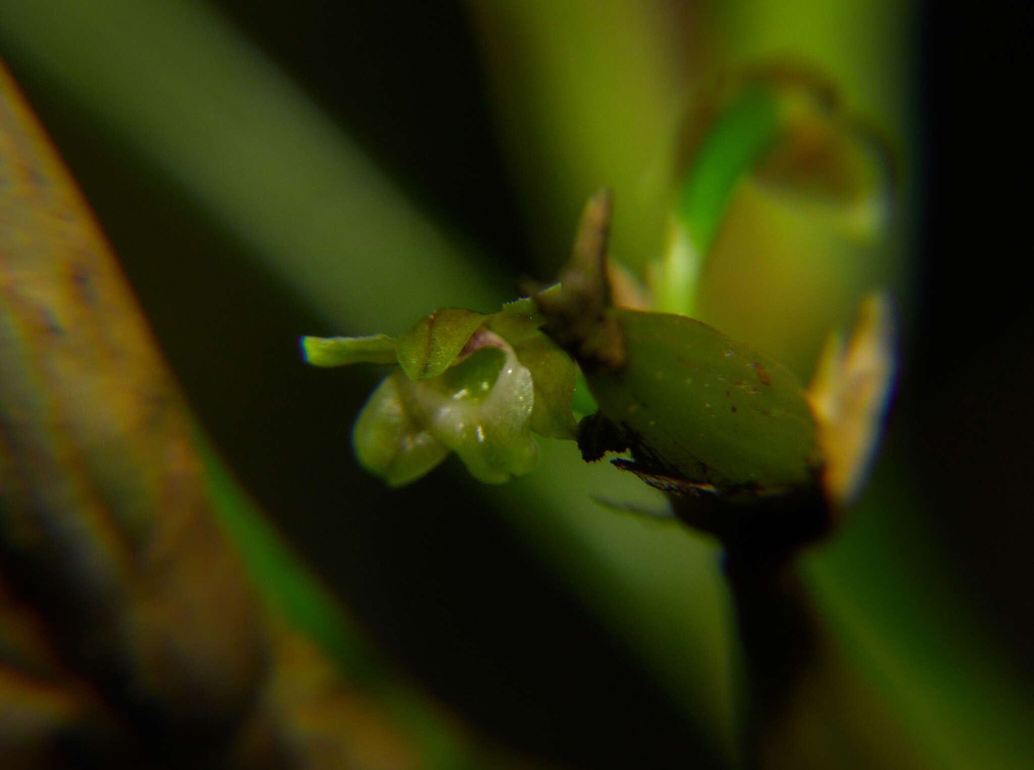 Plancia ëd Scaphyglottis fasciculata Hook.