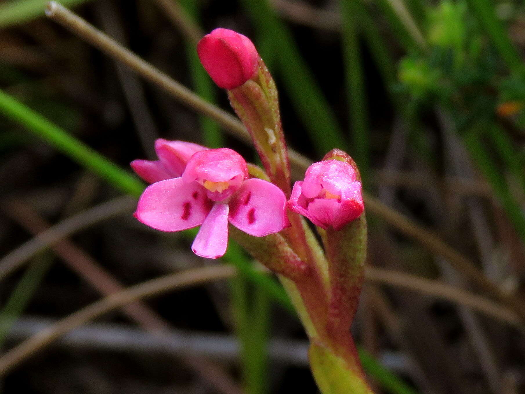 Image de Disa vaginata Harv. ex Lindl.