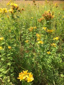 Image of spotted St. Johnswort