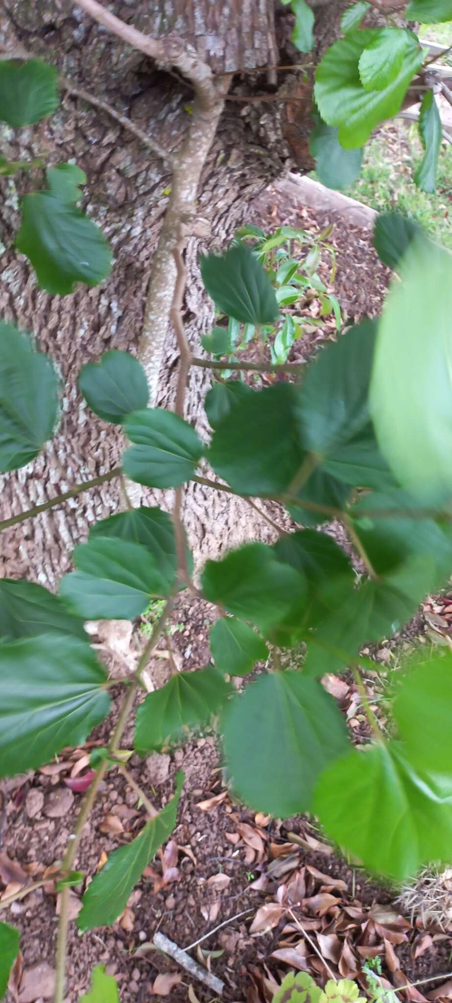 Image of Mulberry leaf