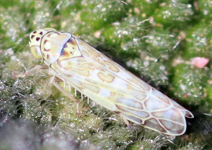 Image of Ligurian Leafhopper