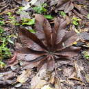 Sivun Cecropia angustifolia Trec. kuva