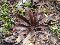 Image of Cecropia angustifolia Trec.