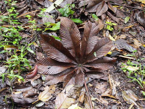 Cecropia angustifolia Trec.的圖片