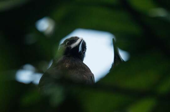 Image of Guam Crow