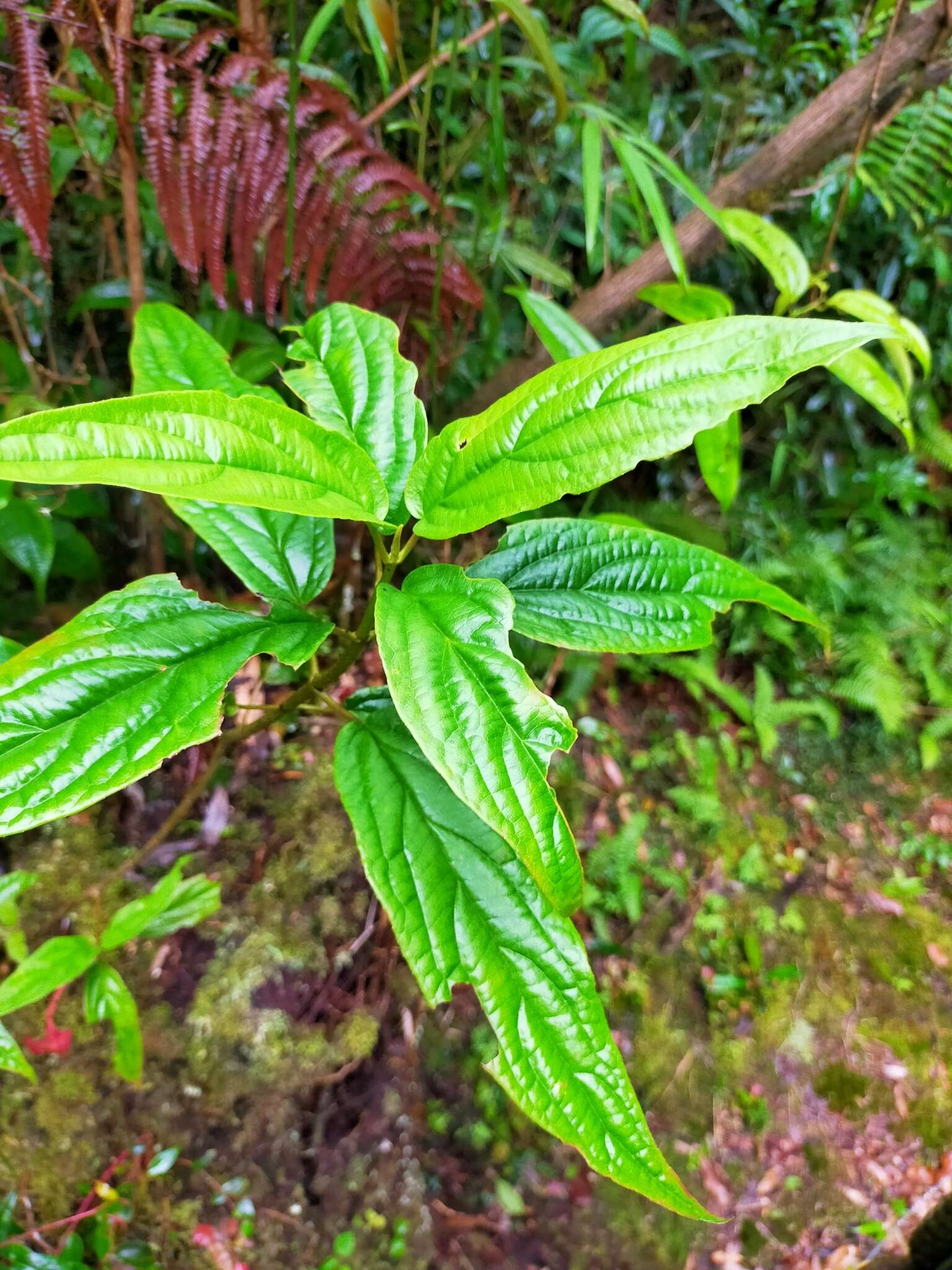 Image de Viburnum urceolatum Sieb. & Zucc.