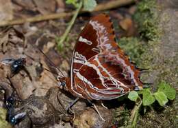 Charaxes eudoxus Drury 1782 resmi