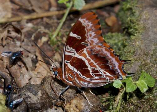 Plancia ëd Charaxes eudoxus Drury 1782