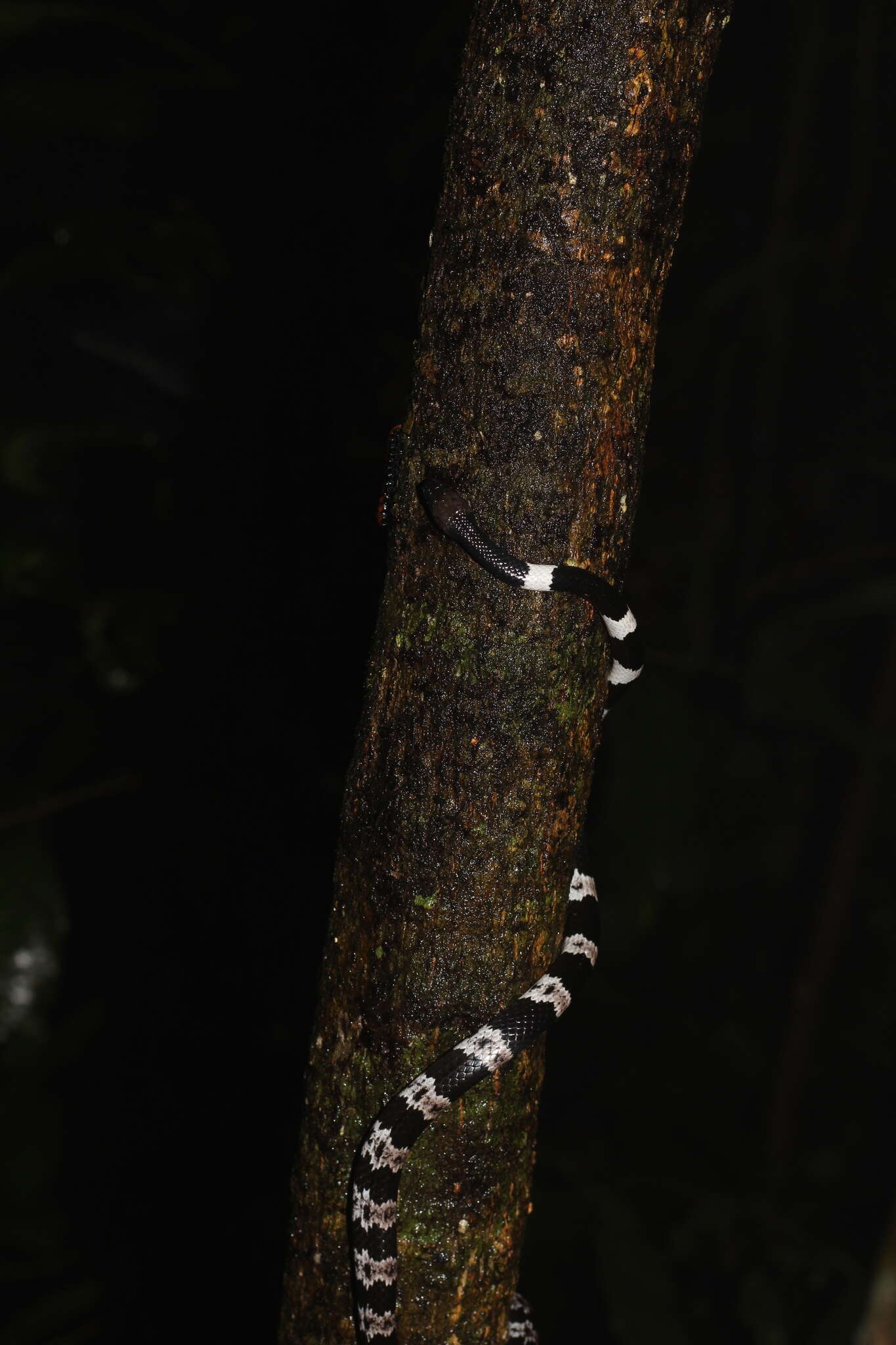 Image of Banded Wolf Snake