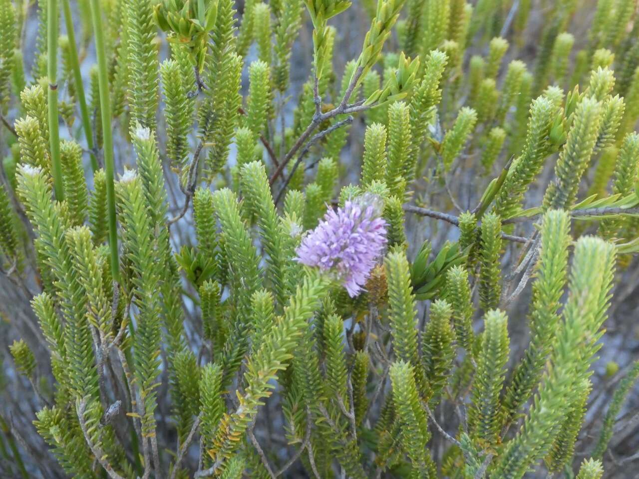 Image of Stilbe ericoides (L.) L.