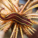 Image de Lepadichthys lineatus Briggs 1966