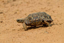 Image of Lobatse Hingeback Tortoise