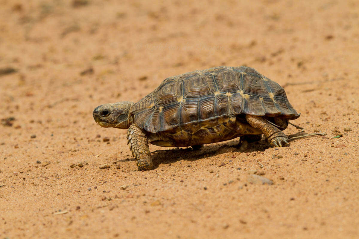 Image of Lobatse Hingeback Tortoise