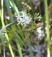 Image of Leionema nudum (Hook.) Paul G. Wilson