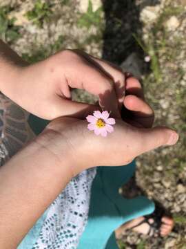 صورة Cosmos parviflorus (Jacq.) Pers.