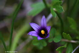 Sivun Romulea linaresii subsp. graeca Bég. kuva