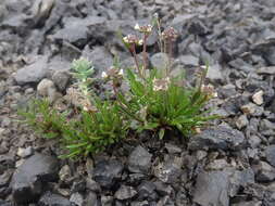 Image of Fernald's northern rockcress