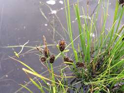 Sivun Carex pamirensis subsp. dichroa Malyschev kuva