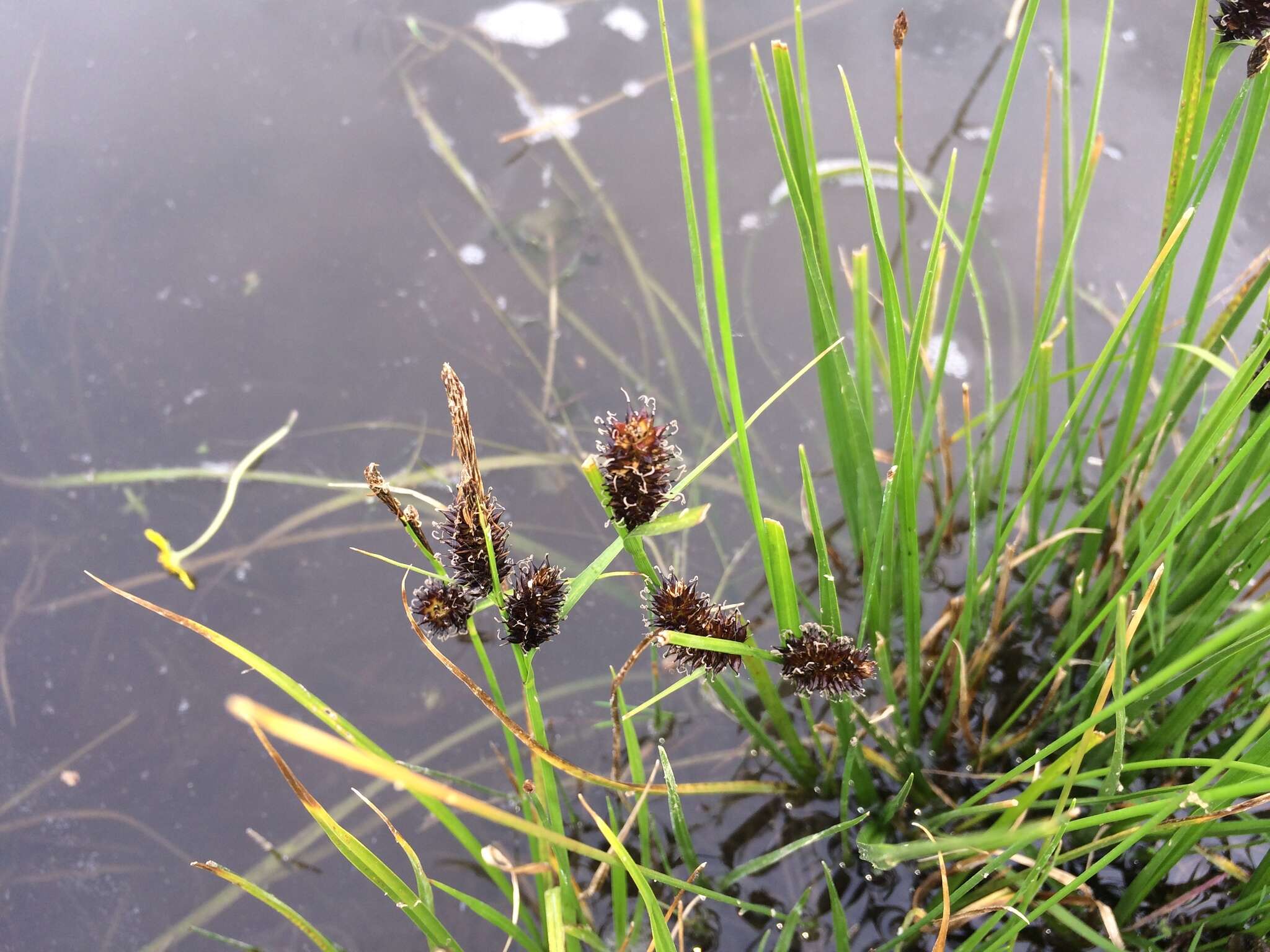 Sivun Carex pamirensis subsp. dichroa Malyschev kuva