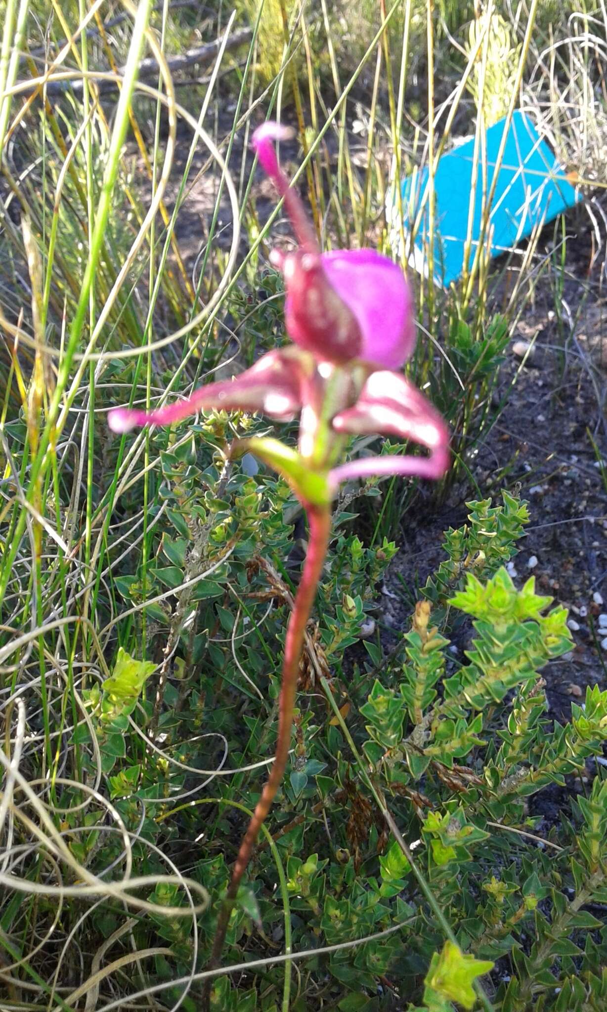 Image of Disperis capensis var. capensis