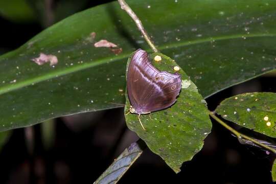 صورة Coelites epiminthia Westwood (1851)