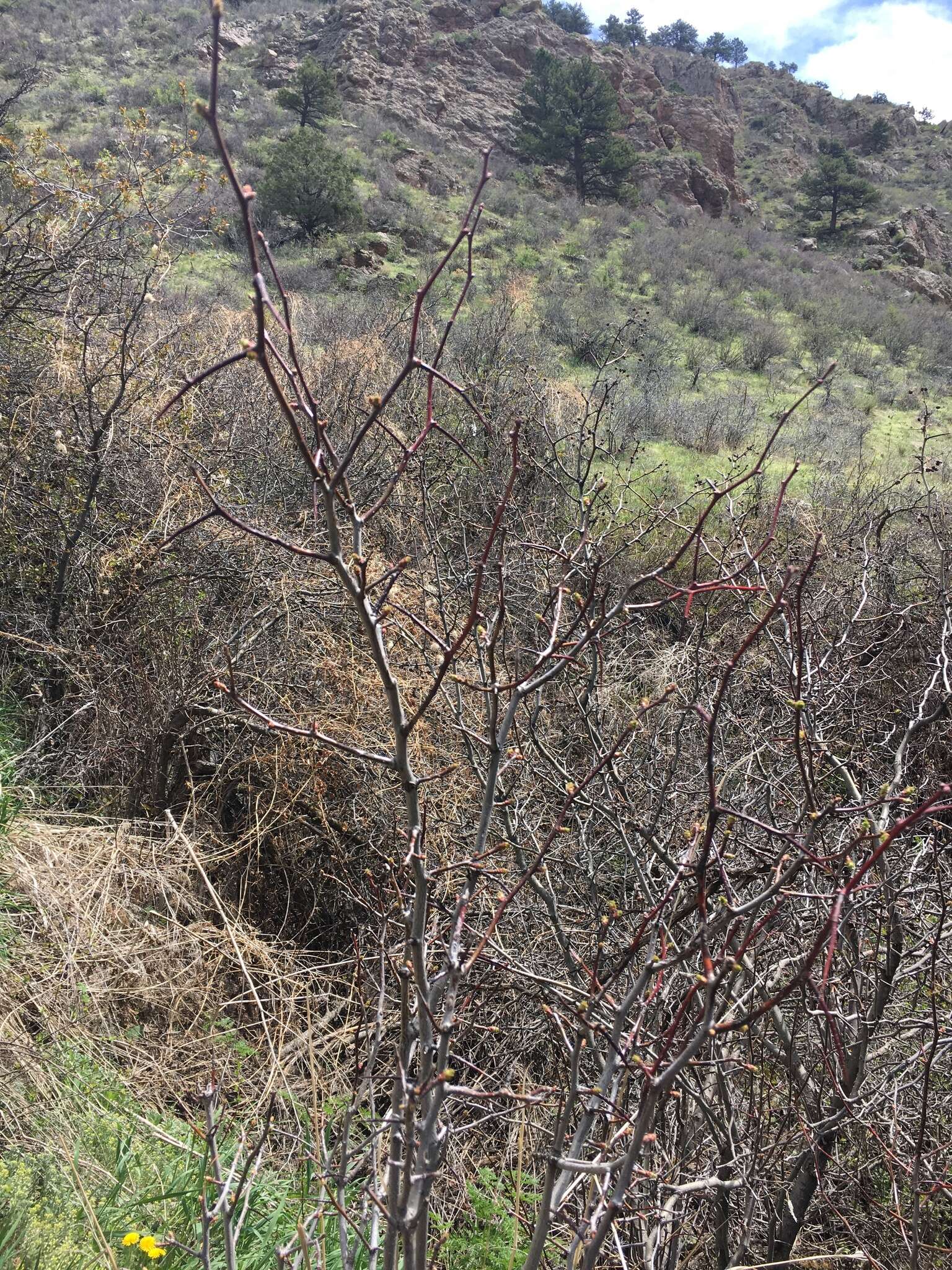 Image of cerro hawthorn