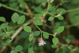 Image de Euphorbia mexiae Standl.