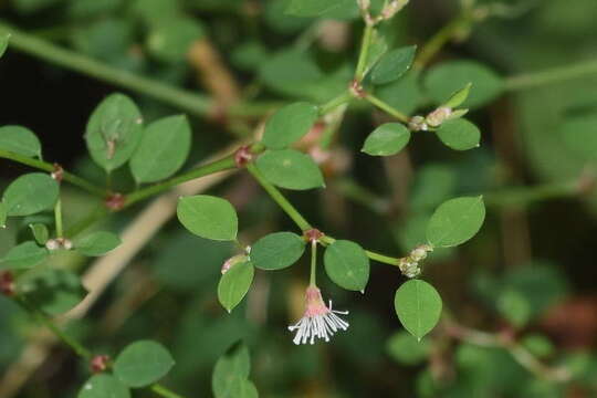 Image of Euphorbia mexiae Standl.