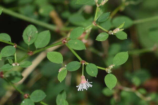 Image de Euphorbia mexiae Standl.