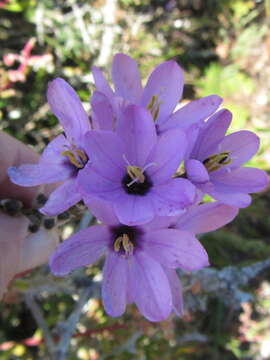 Image de Ixia purpureorosea G. J. Lewis