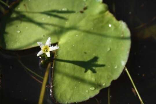 Image of Nymphoides senegalensis