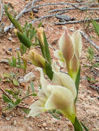 Plancia ëd Gladiolus scullyi Baker