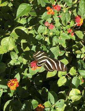 Image of Heliconius charithonia tuckeri Comstock & Brown 1950