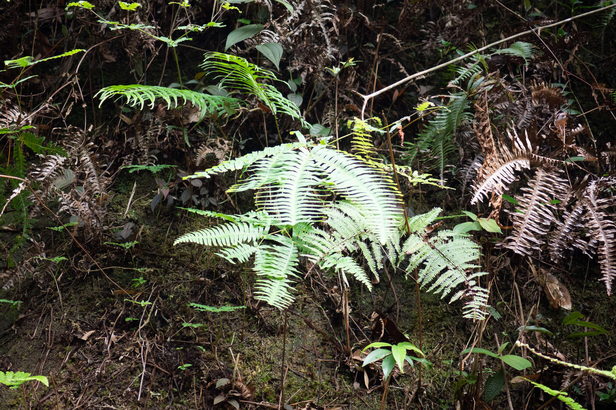 Image of Dicranopteris splendida (Hand.-Mazz.) Tag.