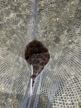 Image of Caribbean Electric Ray