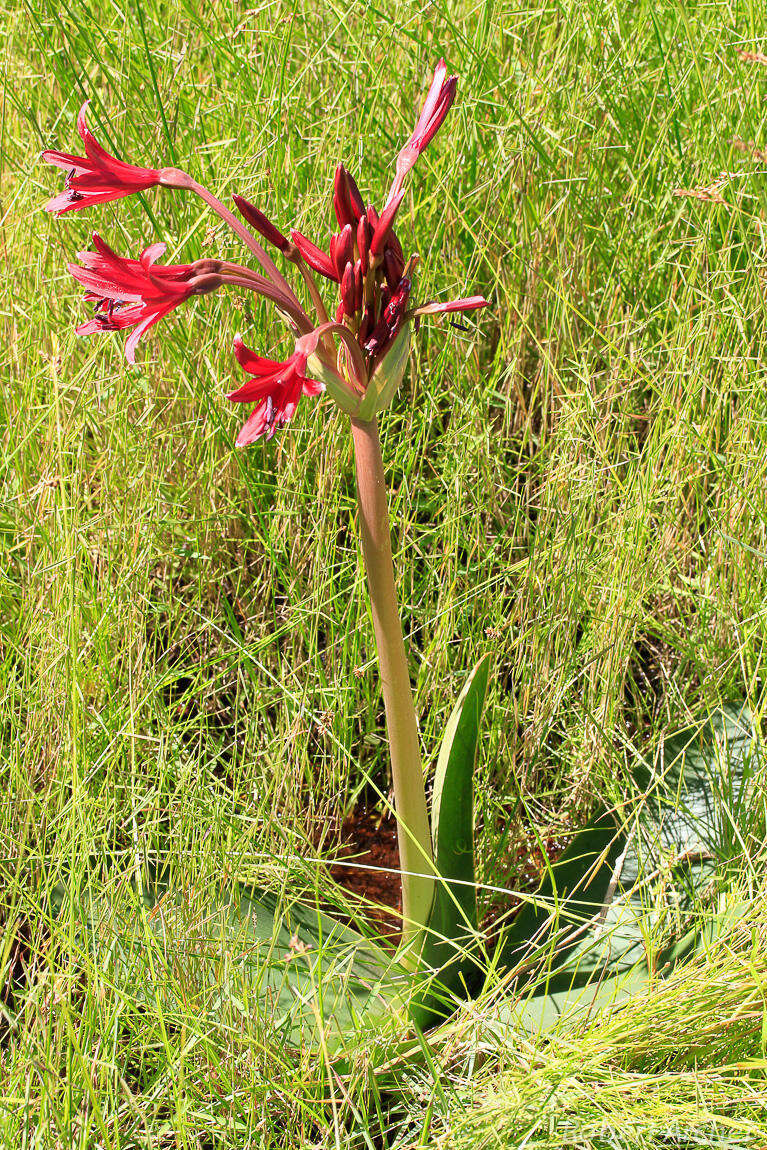 Image of Brunsvigia natalensis Baker