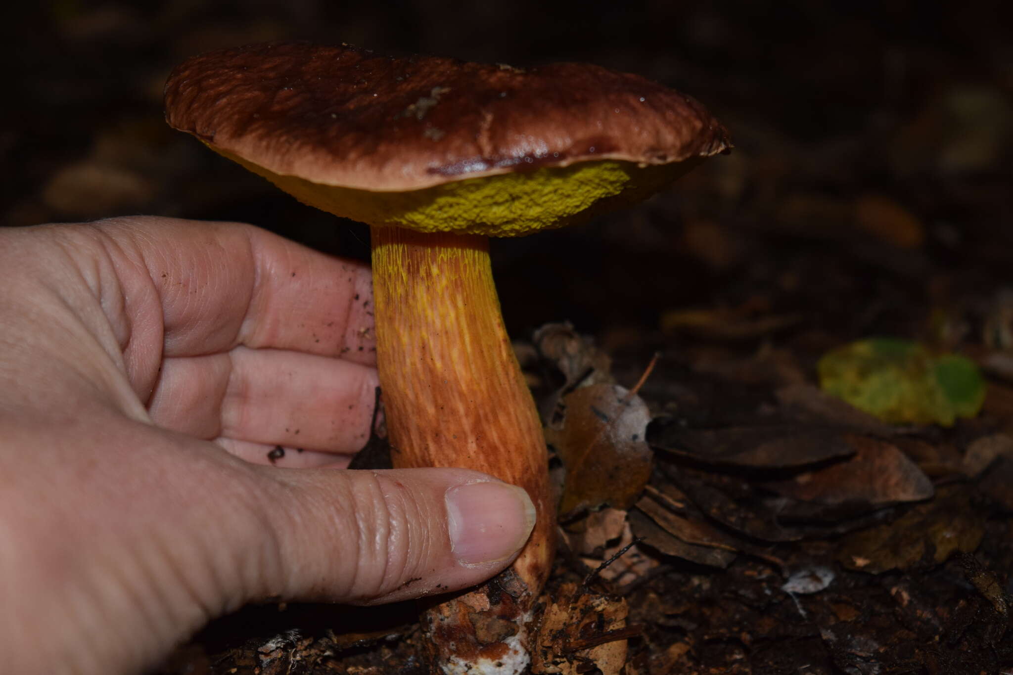 Image of Aureoboletus flaviporus (Earle) Klofac 2010